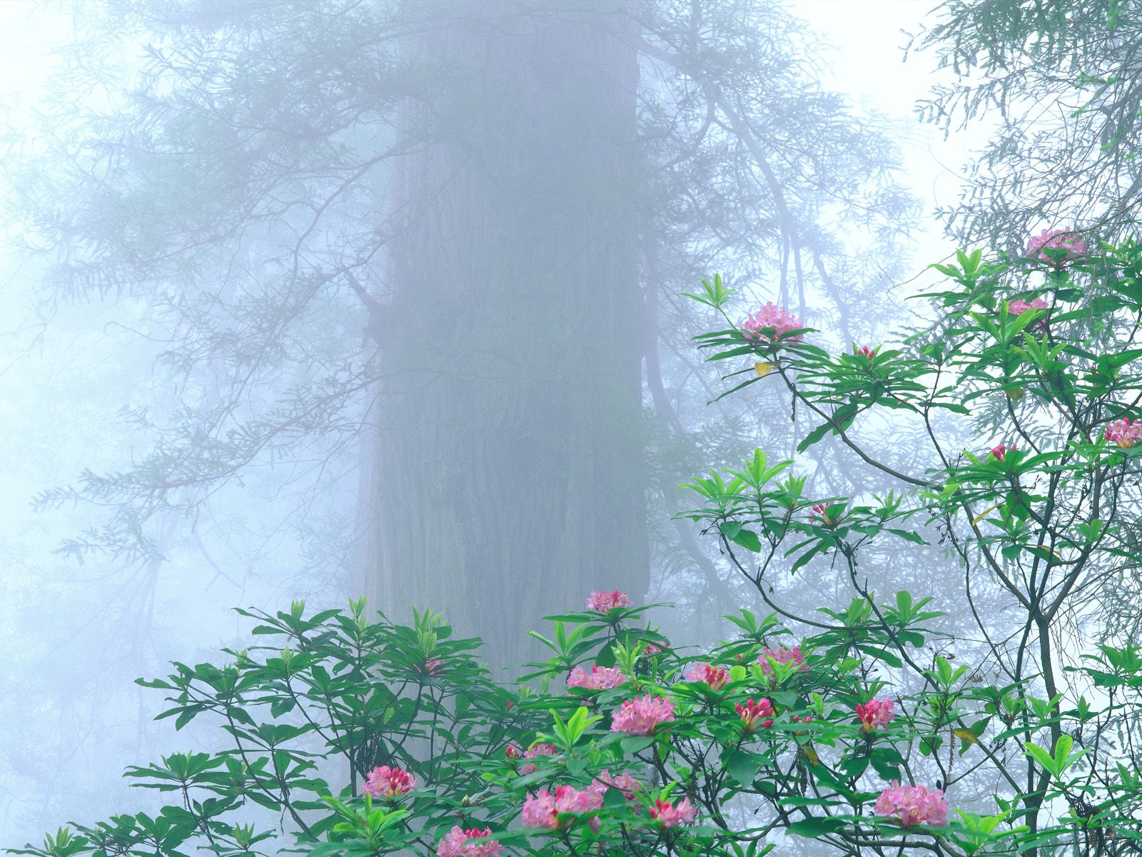 Redwood National  free California